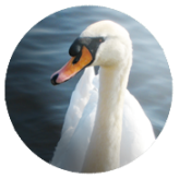 Die Binnenalster unsere Perle in der City